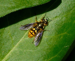 Somula decora