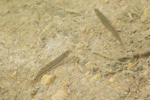 Hasselt's loach (Lepidocephalichthys hasselti) — Cobitidae — 3