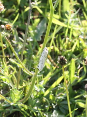 Myelois circumvoluta