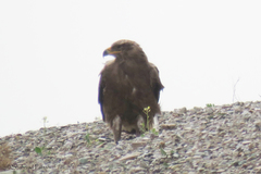 Aquila nipalensis