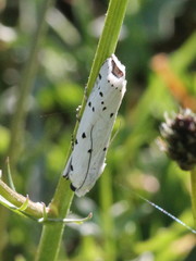 Myelois circumvoluta