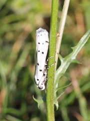 Myelois circumvoluta