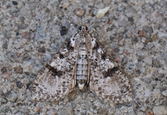 Palpita arsaltealis