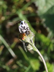 Myelois circumvoluta