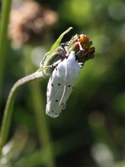 Myelois circumvoluta