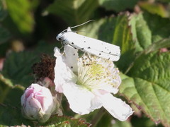 Myelois circumvoluta