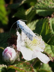 Myelois circumvoluta