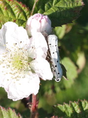 Myelois circumvoluta