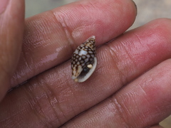 Pardalinops testudinaria