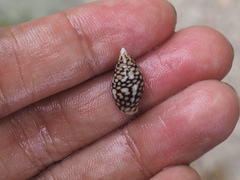 Pardalinops testudinaria