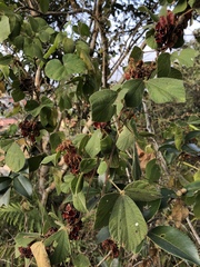 Rhynchosia volubilis