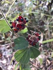 Rhynchosia volubilis