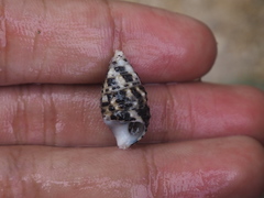 Cerithiidae