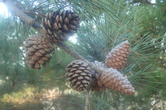Pinus brutia eldarica
