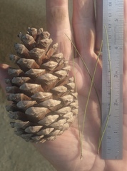 Pinus brutia eldarica