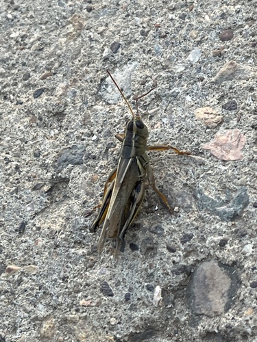 Two-striped Grasshopper