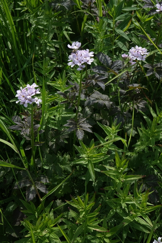 Large-leaved Bittercress (Cardamine macrophylla)