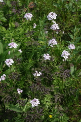 Cardamine macrophylla, photograph (c) Oleg Kosterin, some rights reserved (CC BY)