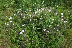 (c) Oleg Kosterin, some rights reserved (CC BY) Cardamine macrophylla, photograph (c) Oleg Kosterin, some rights reserved (CC BY)