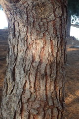 Pinus brutia eldarica