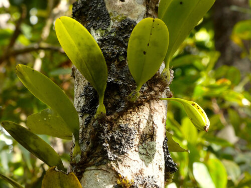 Bulbophyllum baileyi, photograph 1
