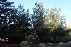 Pinus brutia eldarica