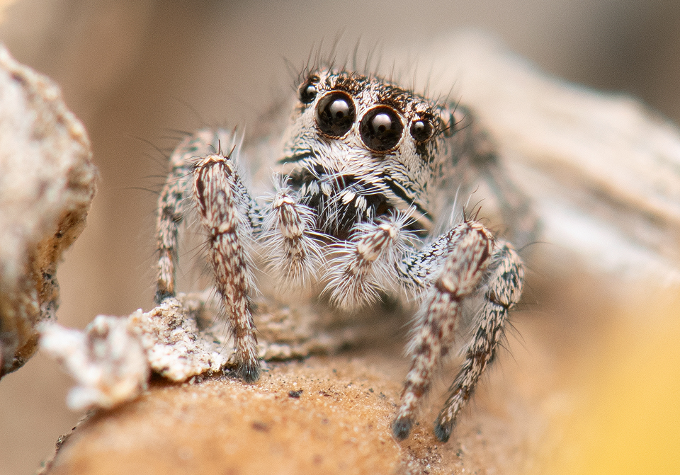 Habronattus elegans