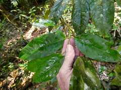 Idiospermum australiense, photograph (c) Steve Fitzgerald, some rights reserved (CC BY-SA)