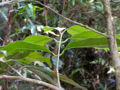 Idiospermum australiense, photograph 5