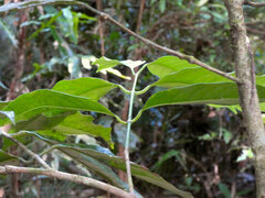 Idiospermum australiense, photograph (c) Steve Fitzgerald, some rights reserved (CC BY-SA)