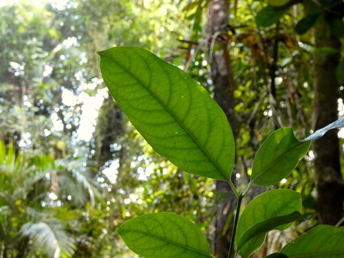 Idiospermum australiense, photograph 6