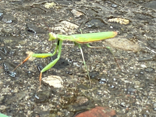 European Mantis