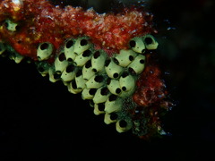Encrusting Social Tunicate photo 2