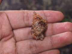 Dulcerana granularis