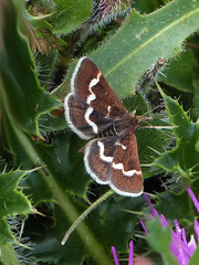 Pyrausta nigrata
