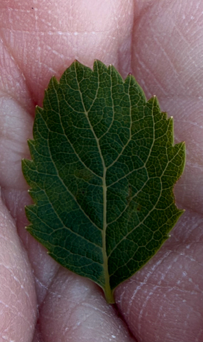 Spiraea alba