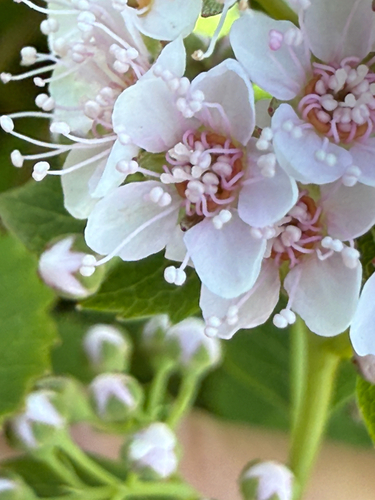 Spiraea alba