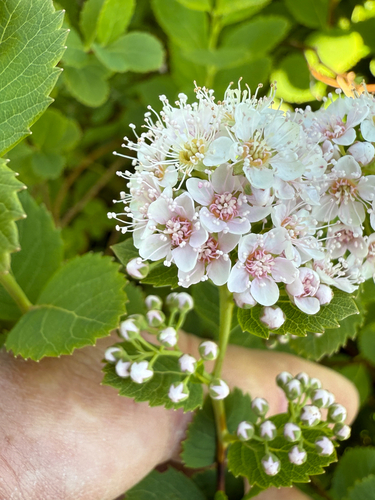 Spiraea alba