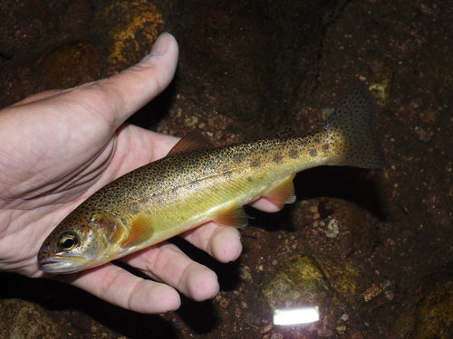 Gila-forel (Oncorhynchus gilae) — Salmonidae — 3