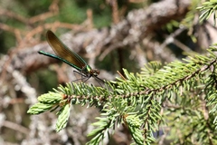 Calopteryx amata