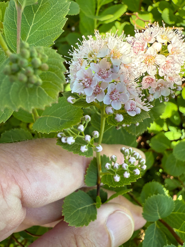 Spiraea alba