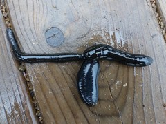 Haemopis