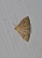 Crocidophora serratissimalis