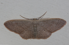 Idaea distinctaria