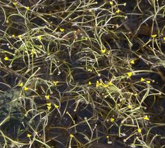 Ranunculus polyphyllus