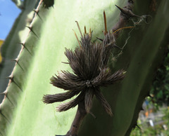 Tillandsia minutiflora