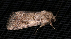 Spodoptera umbraculata