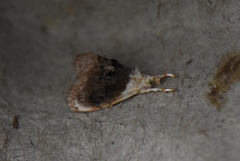 Lipocosmodes fuliginosalis