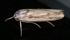 Xylorycta austera