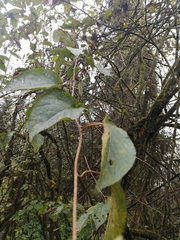 Actinidia